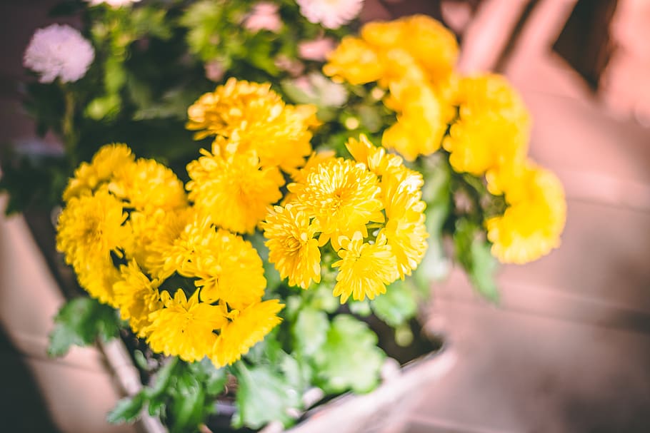Close-Up Photography of Yellow Flowers, beautiful, bloom, blooming HD wallpaper