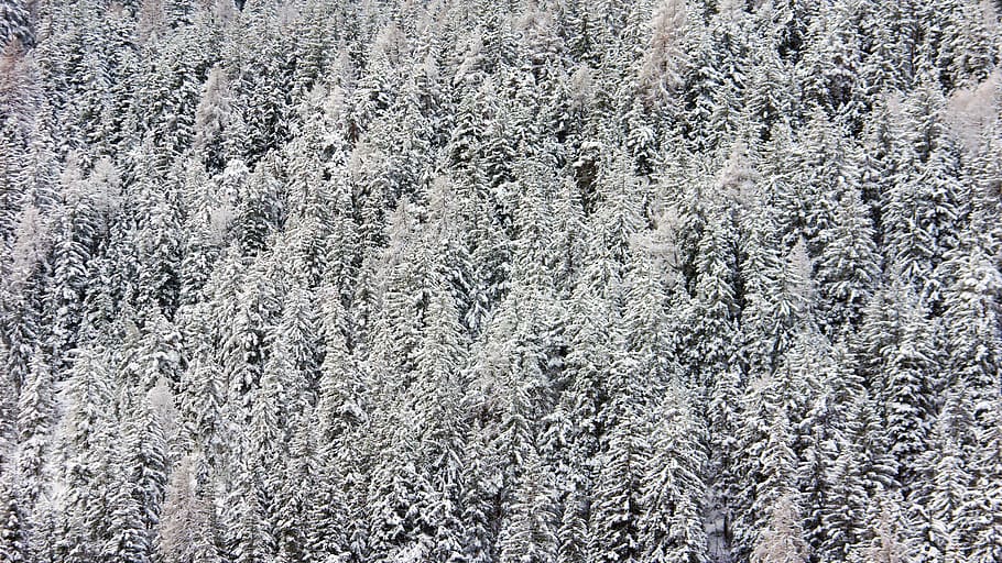 white trees during daytime, nature, ice, outdoors, plant, snow HD wallpaper