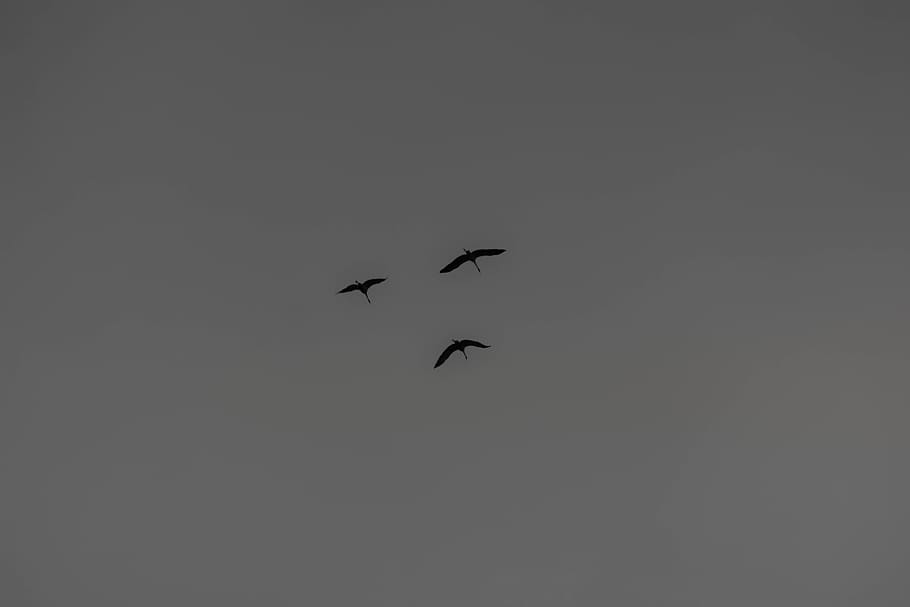 beards, migration, winter, flying, animal themes, animals in the wild HD wallpaper