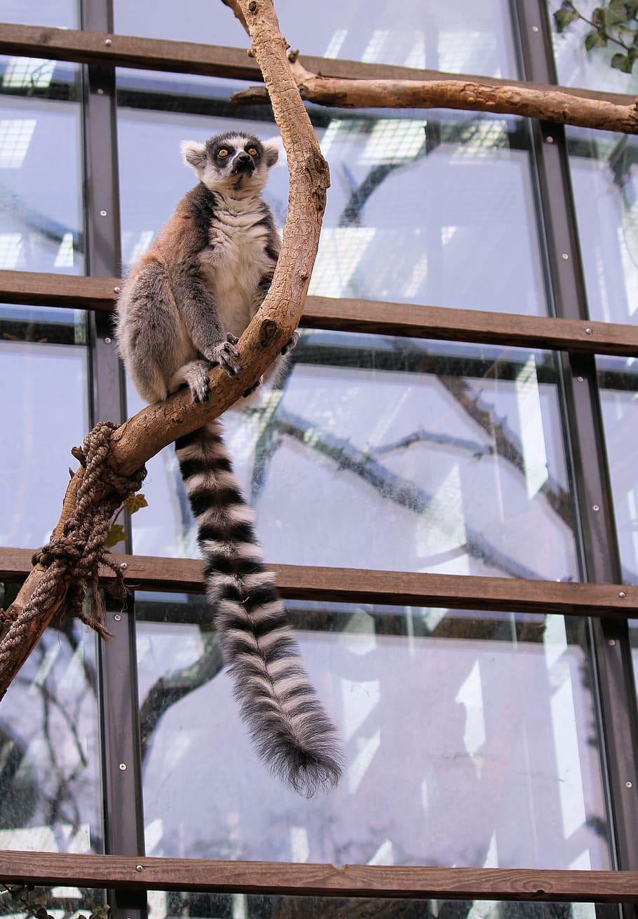 lemur, kata, prosimian, primate, mammal, animal, zoo, pavilion HD wallpaper