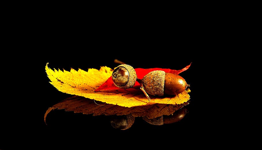 composition, leaf, acorn, autumn, alive, nature, oak, black background HD wallpaper