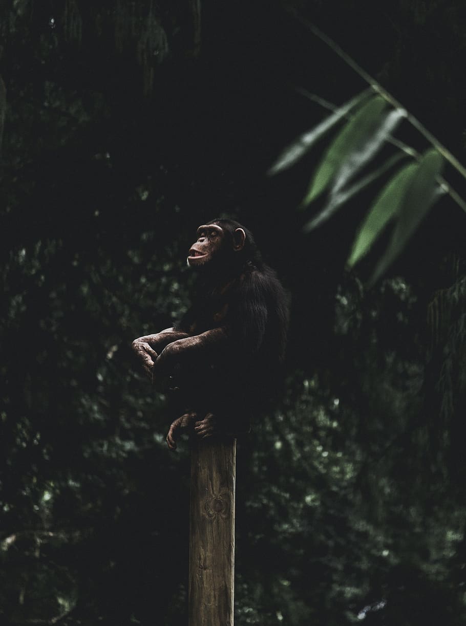 black chimpanzee on wooden post, animal, mammal, wildlife, ape