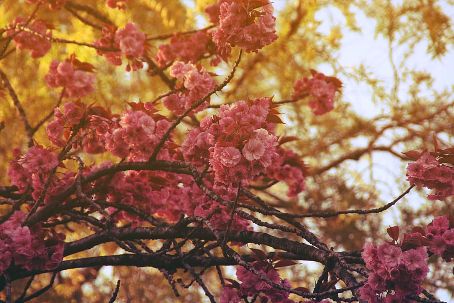 trees, nature, park, woods, sunset, sunrise, pink, pinkflowers HD wallpaper