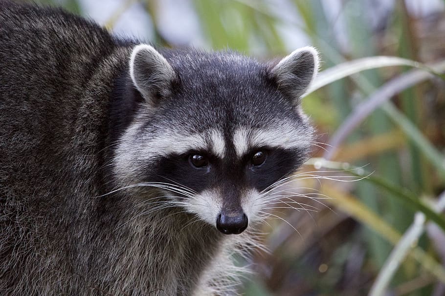 canada, vancouver, lost lagoon, animal themes, animal wildlife