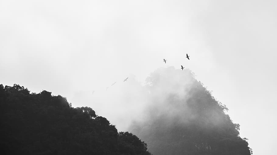 trees, moutains, sky, birds, black and white, fog, vertebrate HD wallpaper