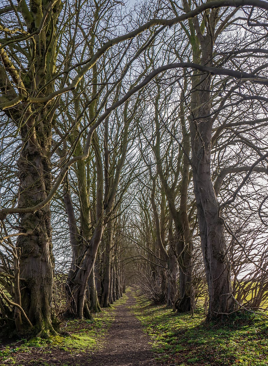 plant, tree, tree trunk, path, nature, grass, countryside, cambridge HD wallpaper