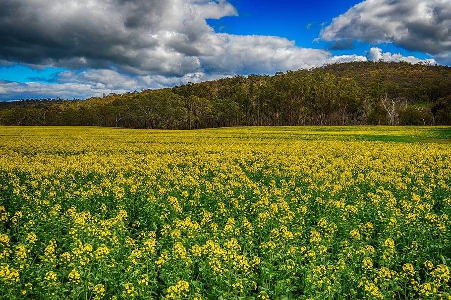 australia, victoria, beauty in nature, cloud - sky, plant, scenics - nature HD wallpaper