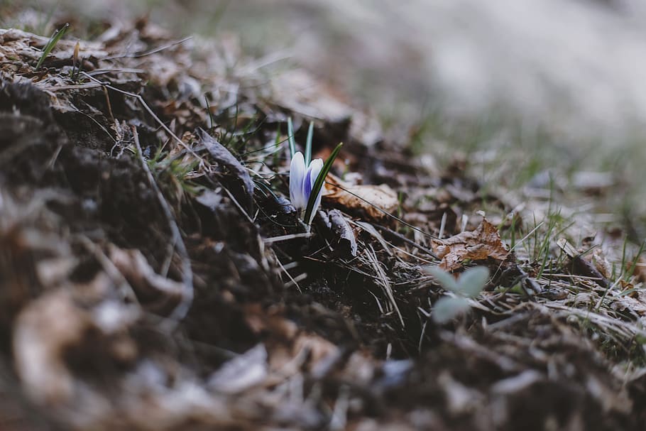 Selective Focus Photo of Green Grass, blur, close-up, color, crocus HD wallpaper