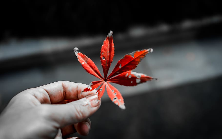 human hand, human body part, plant part, red, change, leaf HD wallpaper