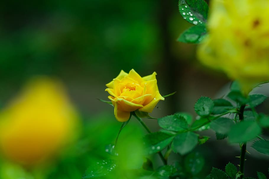 yellow rose, flowers, spring, bloom, tree, plant, beauty in nature HD wallpaper