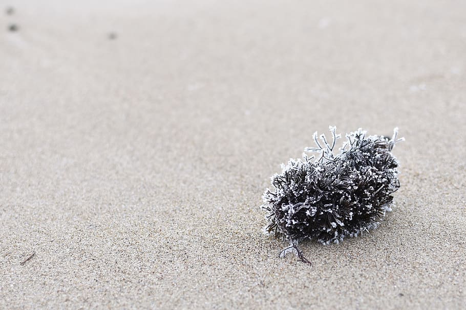 algae, brown, hoarfrost, winter, cold, seawead, close up, beach HD wallpaper