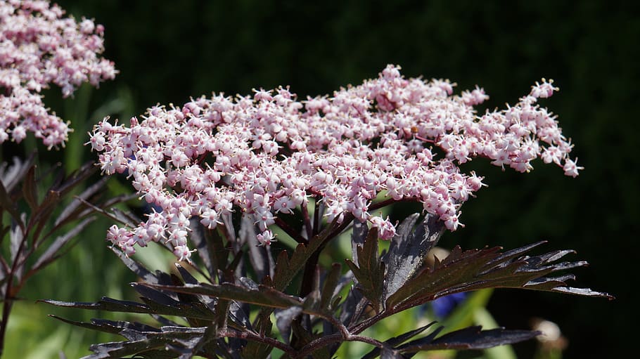 garden, blossom, bloom, elder, flower, flowering plant, fragility HD wallpaper