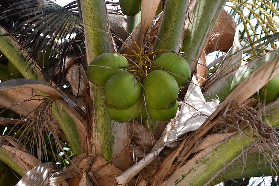 palm, coconuts, cape verde, growth, plant, leaf, green color HD wallpaper