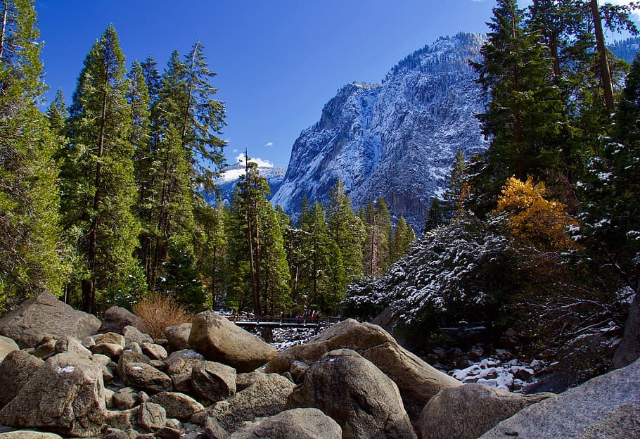 green pine trees, plant, abies, fir, conifer, rubble, yosemite HD wallpaper
