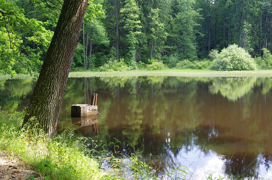 pond, nature, water, tree, plant, lake, tranquility, beauty in nature, HD wallpaper