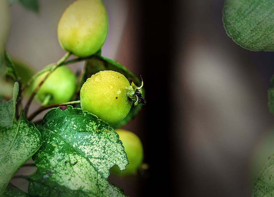 berries, wild, fruit, nature, plant, fresh, green, leaves, vitamins HD wallpaper