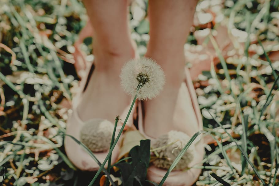 Shallow Focus Photography of Dandelion, beautiful, bloom, blooming HD wallpaper
