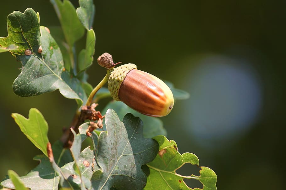 acorns, brown, oak leaves, tree, autumn, nature, green, plant HD wallpaper