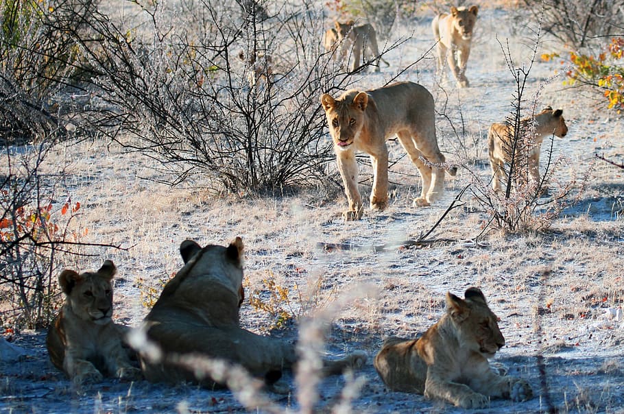 Pride of Lions, animals, blur, carnivore, cat, close-up, cold HD wallpaper