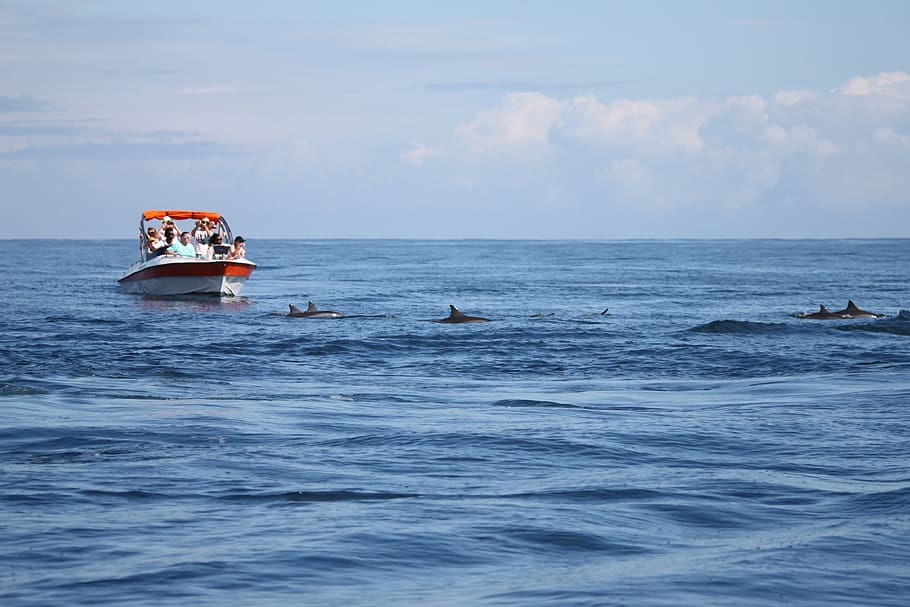 dolphins, sea, ocean, water, animal world, mammal, marine mammals HD wallpaper