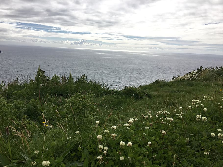 ireland, cliffs of moher, ocean, grass, irish, europe, flowers, HD wallpaper