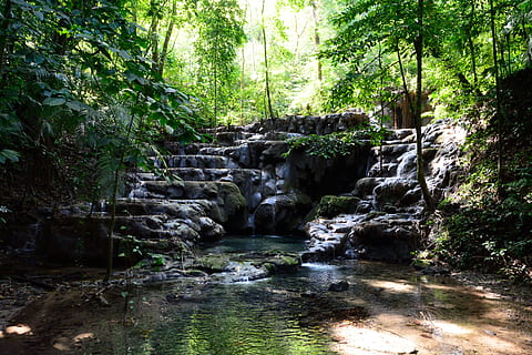 palenque, mexico, jungle, tree, forest, plant, water, beauty in nature HD wallpaper