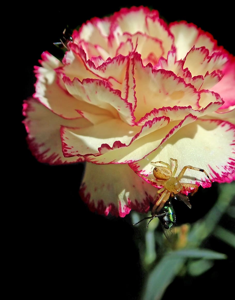 insects, spider, fly, ant, carnation, garden, nature, flowering plant HD wallpaper