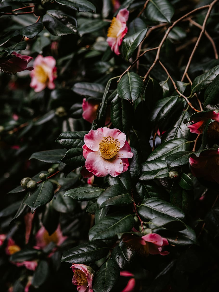 pink-petaled flower, plant, blossom, acanthaceae, rose, leaf HD wallpaper