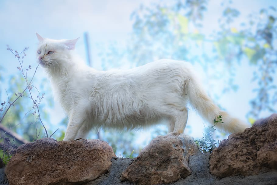 cat, white, kitten, pets, feline, cute, mammal, animal themes HD wallpaper