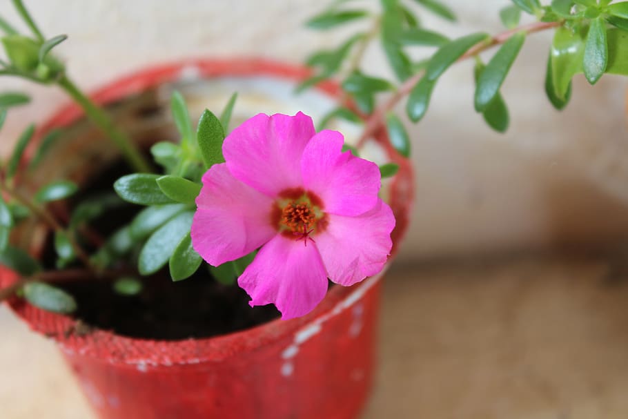 jug, pink, flower, spring, flowers, plant, rosa, nature, beautiful HD wallpaper