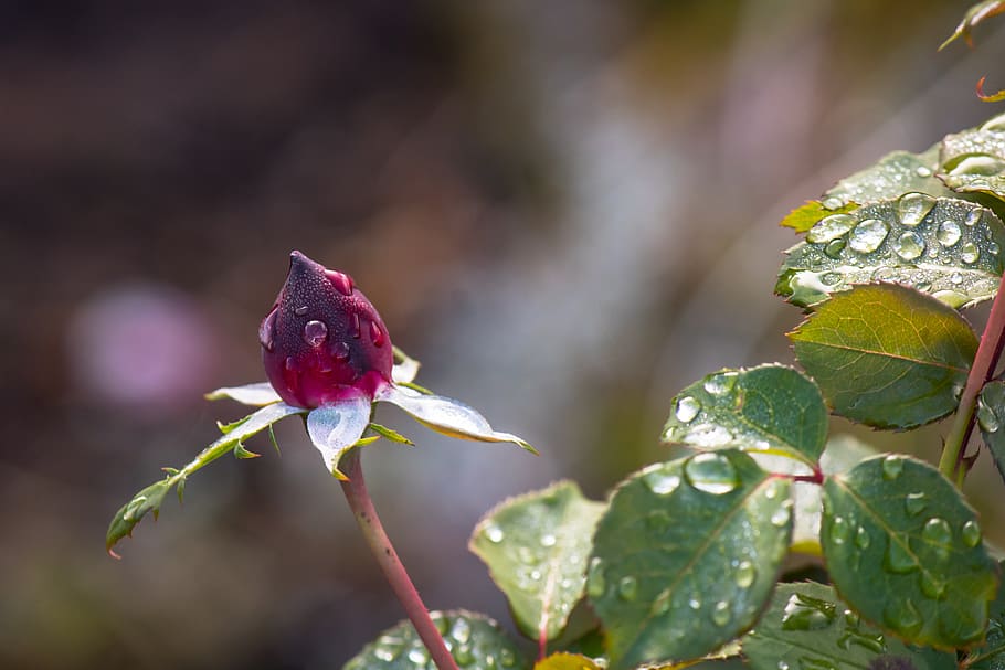 rose, red, drip, rain, leaf, wet, raindrop, nature, drop of water HD wallpaper
