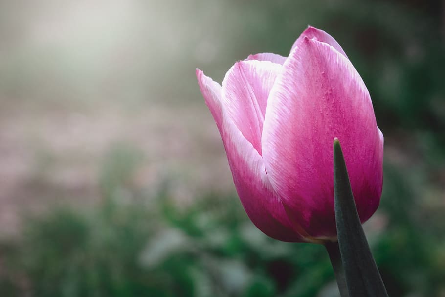 tulip, flower, spring, nature, garden, flora, blossom, meadow HD wallpaper