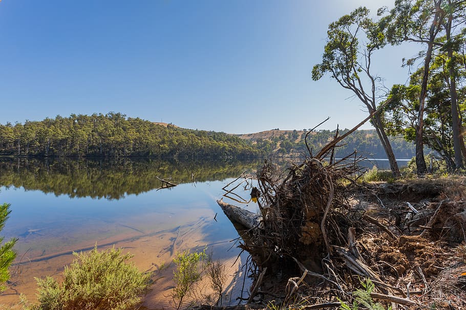 lake, trees, sky, calm, trunk, water, plant, tranquility, tranquil scene HD wallpaper
