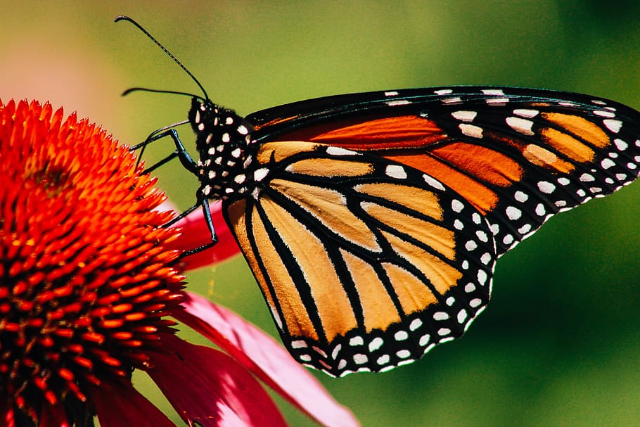 canada, cobourg, macro, monarch, closeup, bugs, outdoors, orange HD wallpaper