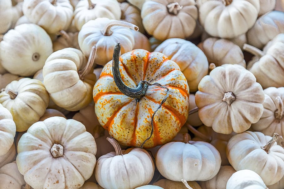 bunch of squashes, pumpkin, gourd, white, orange, vegetable, closeup, HD wallpaper