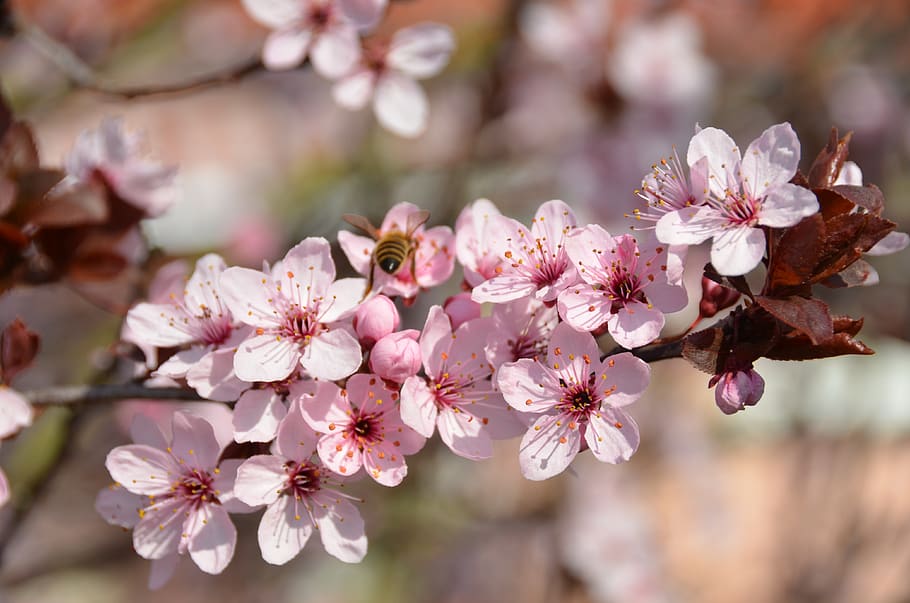 bee, blood plum, nectar, branch, flowering twig, nature, insect HD wallpaper