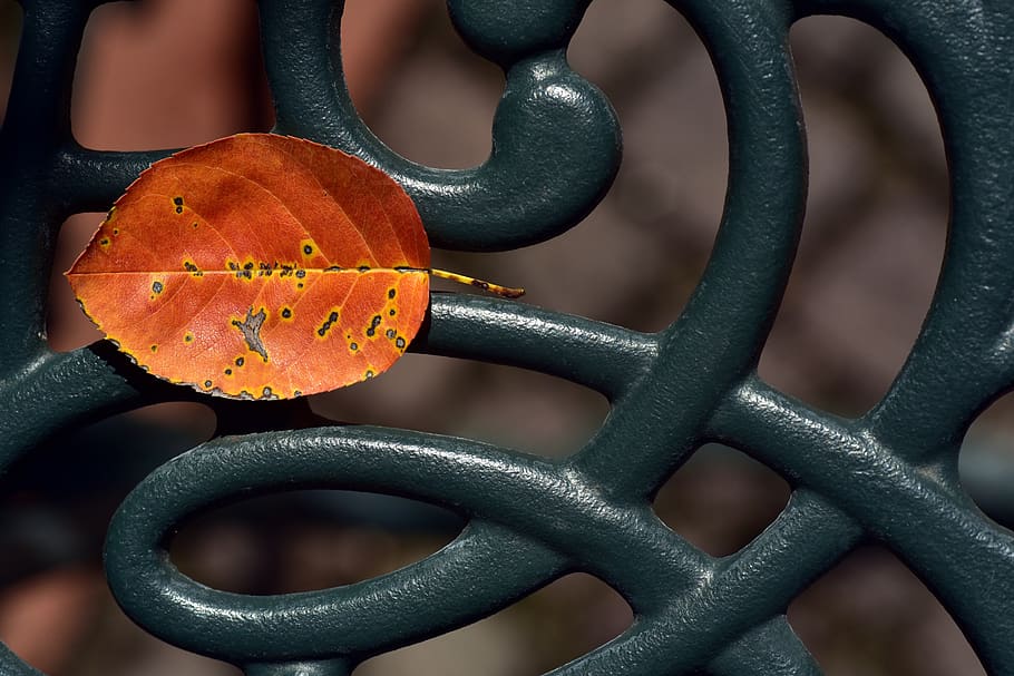 autumn, leaf, nature, leaves, tree, fall foliage, fall color HD wallpaper