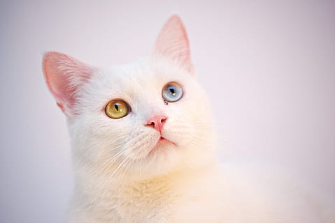 cat, white, angora, turkish, cafe, room, cute, animal, pet HD wallpaper
