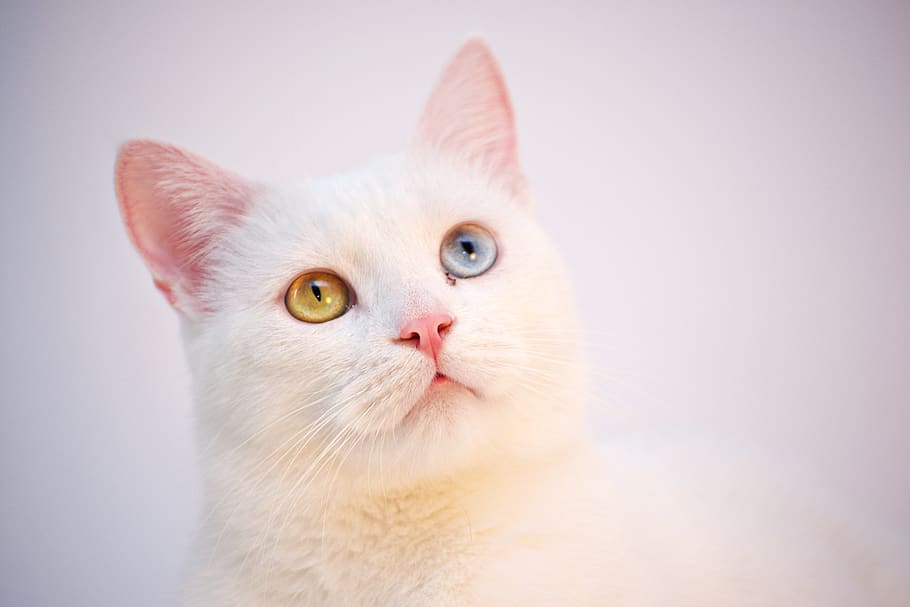cat, white, angora, turkish, cafe, room, cute, animal, pet HD wallpaper