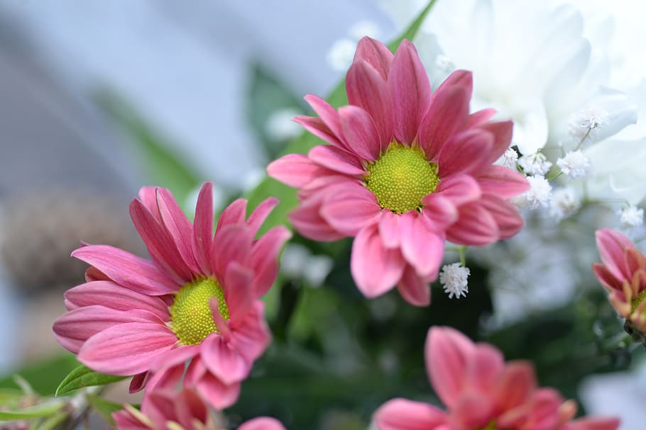 Close-up Photo of Pink Gazania Flower, beautiful, bloom, blooming HD wallpaper