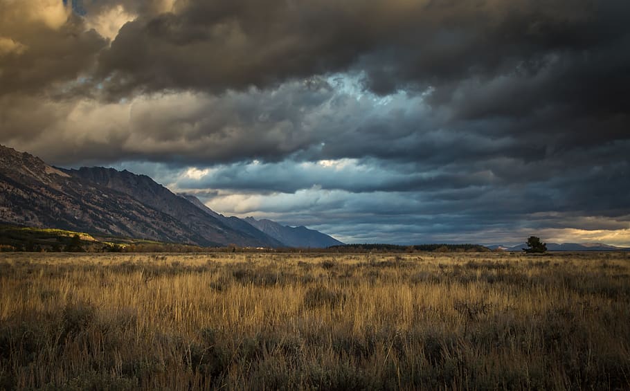 united states, moose, cloud - sky, scenics - nature, beauty in nature HD wallpaper