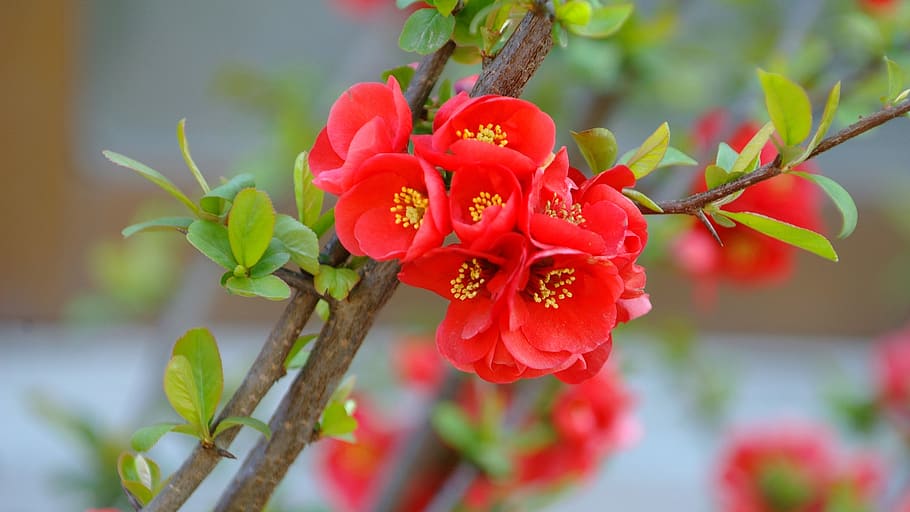 plum, flowers, spring, spring flowers, nature, beautiful, korea HD wallpaper