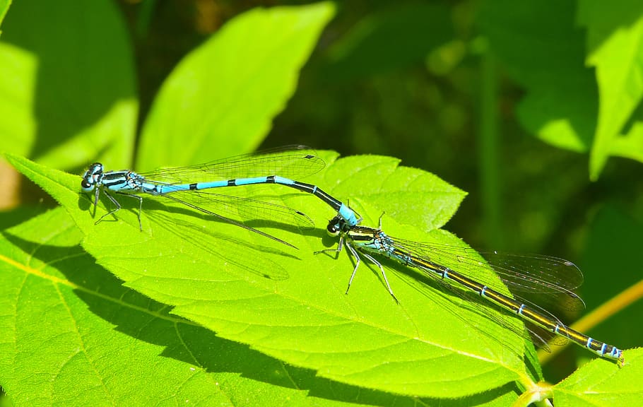 plant part, leaf, animal themes, insect, animal wildlife, green color HD wallpaper