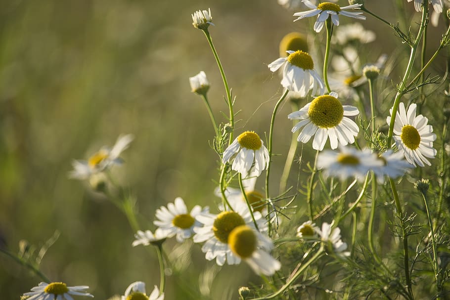 chamomile, herbs, evening, heat, summer, meadow, grass, weed HD wallpaper