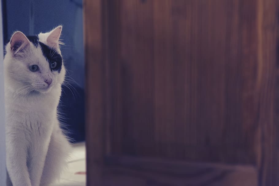 cat, cute, fluffy, animal, nature, retro, vintage, happy, black and white HD wallpaper