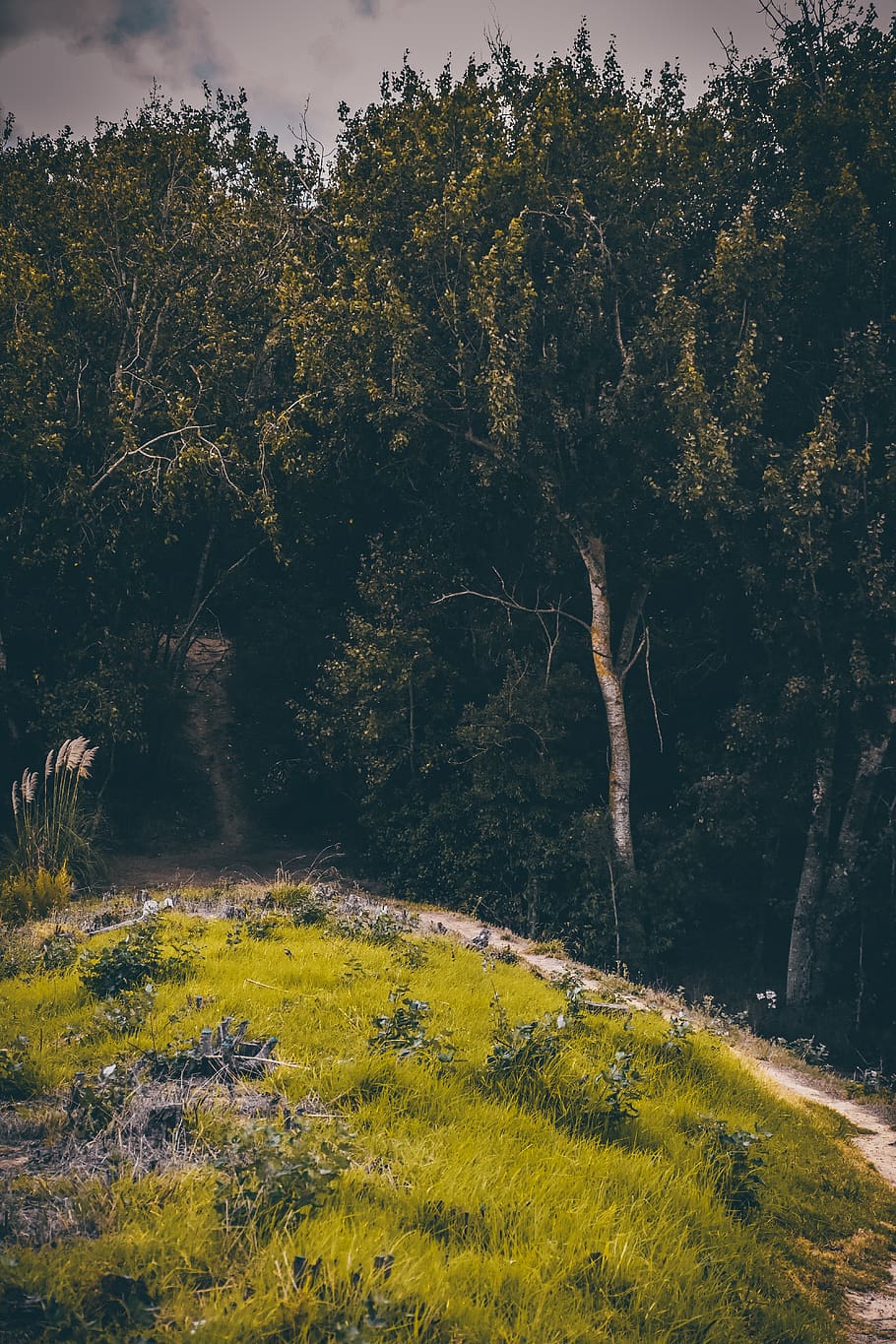 tree, plant, abies, fir, nature, outdoors, conifer, tree trunk HD wallpaper