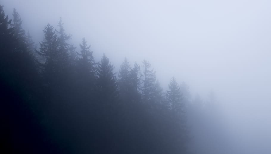 pine trees under foggy sky, plant, no people, forest, tranquility HD wallpaper