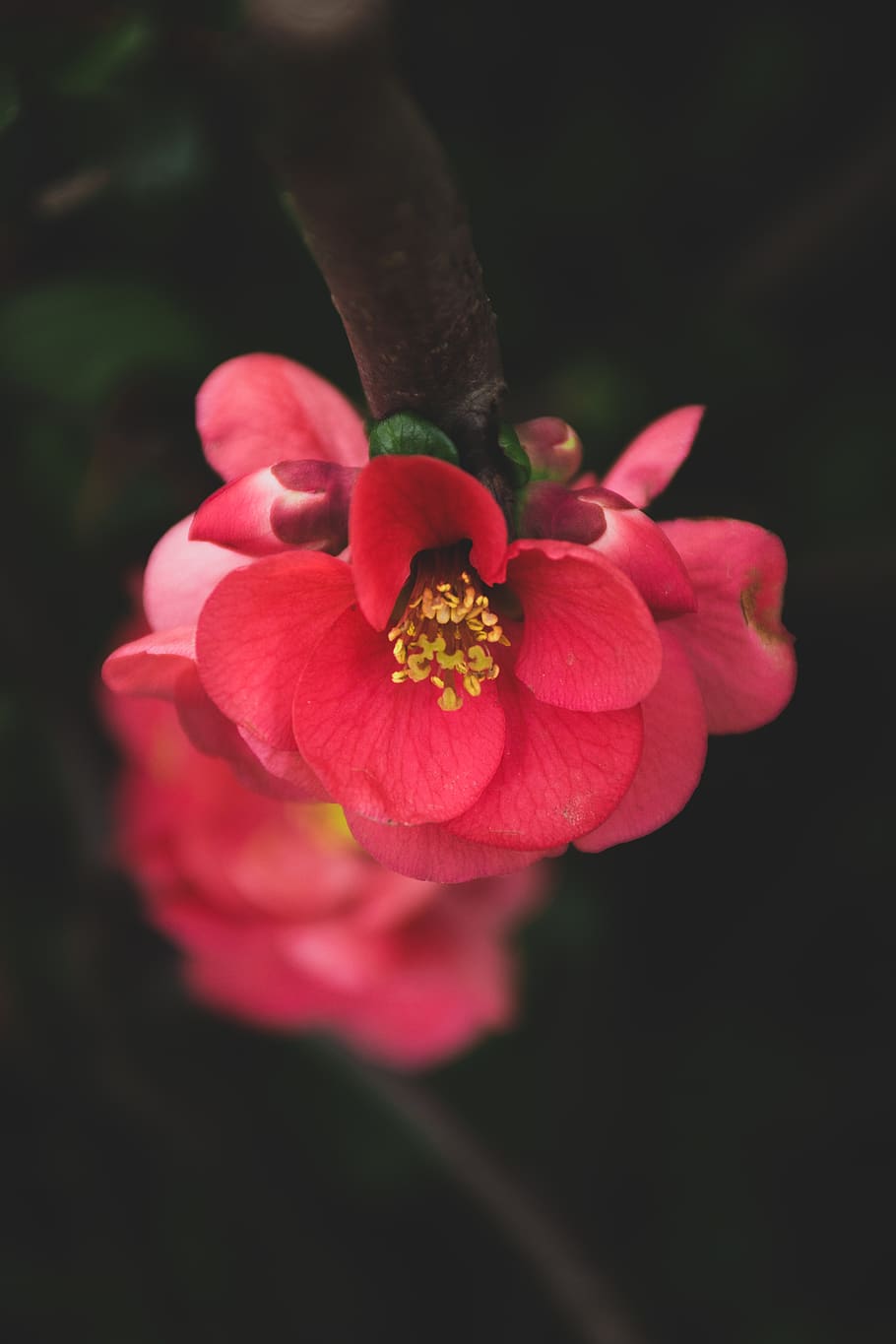 flowering plant, fragility, vulnerability, freshness, beauty in nature HD wallpaper