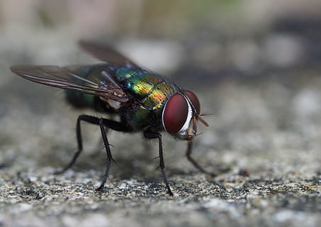 fly, flies, insect, nature, dom, flight, animal, wildlife, fauna HD wallpaper