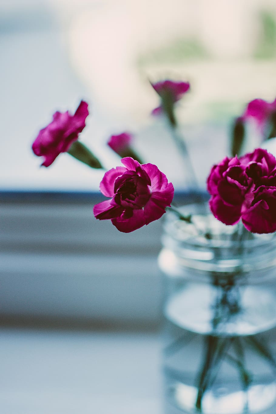 Selective Focus Photography Of Pink Petaled Flowers On Clear Glass Jar HD wallpaper